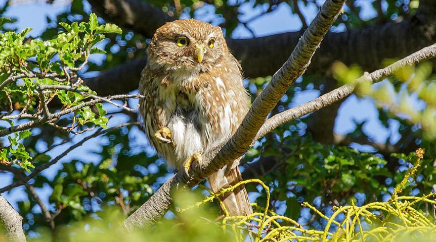 Casa De Montana Inmersa En Bosque Nativo San José de Maipo Eksteriør bilde